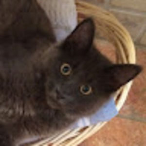 Meet your Posher, Abigail